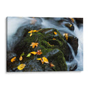 Hojas Mojadas - Danny Head | Cuadro decorativo de Canvas Lab