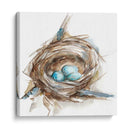 Estudio De Nido De Aves Ii - Ethan Harper | Cuadro decorativo de Canvas Lab