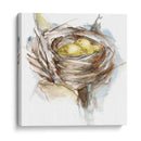 Estudio De Nido De Aves Iii - Ethan Harper | Cuadro decorativo de Canvas Lab