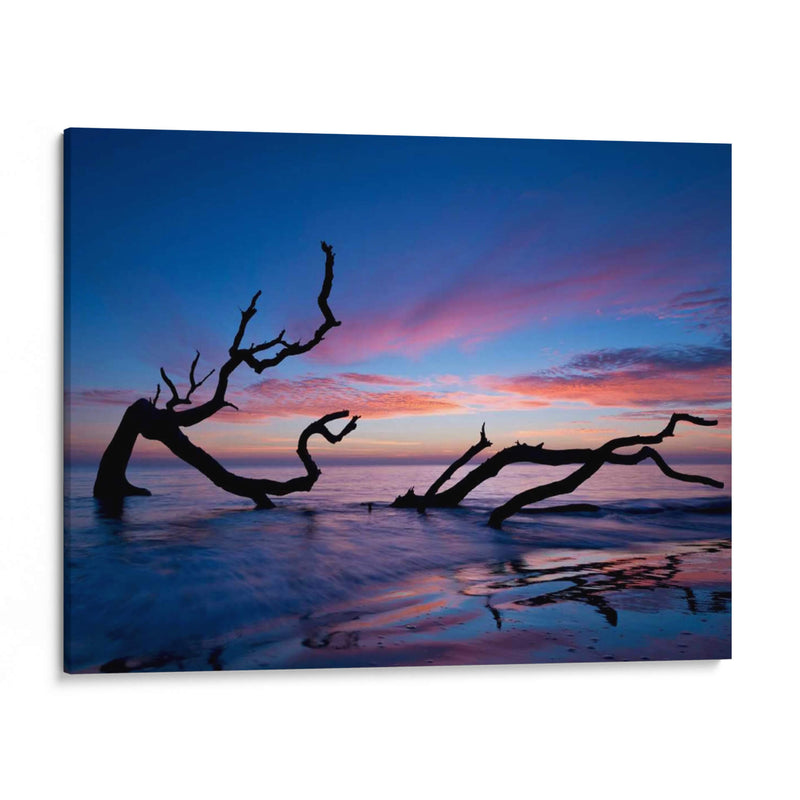 Playa De Driftwood - P.H. Burchett | Cuadro decorativo de Canvas Lab