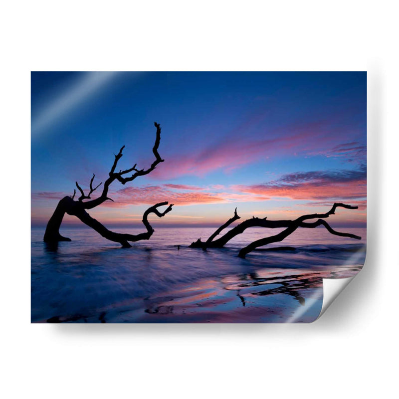 Playa De Driftwood - P.H. Burchett | Cuadro decorativo de Canvas Lab