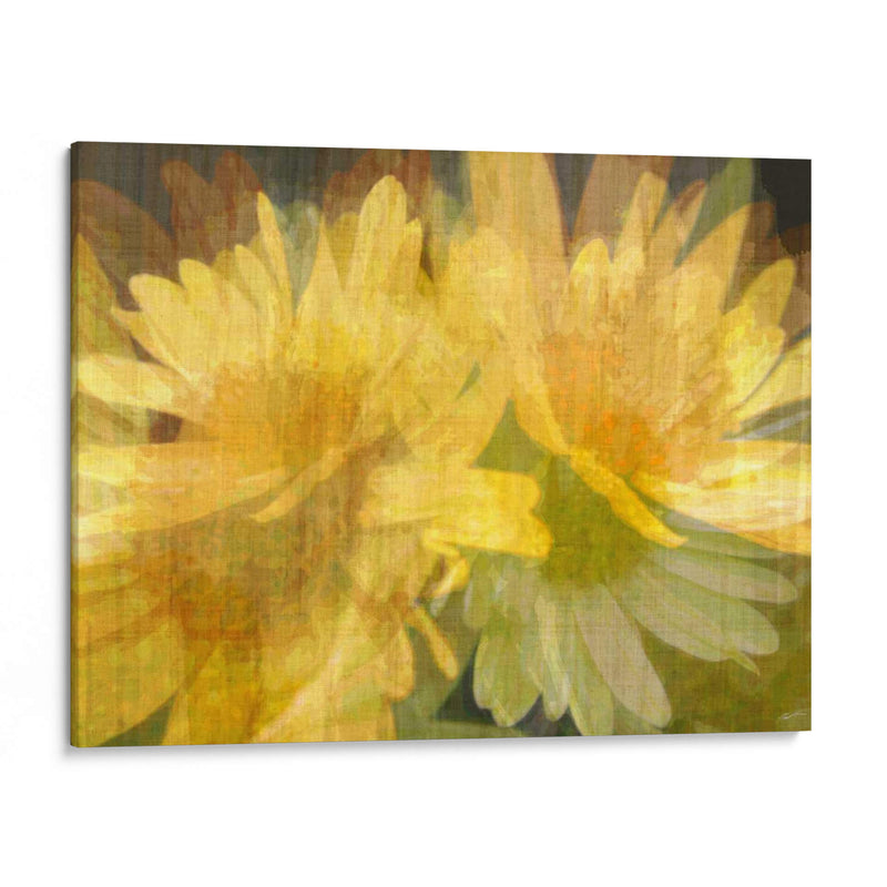 Daisy Daisy I - John Butler | Cuadro decorativo de Canvas Lab