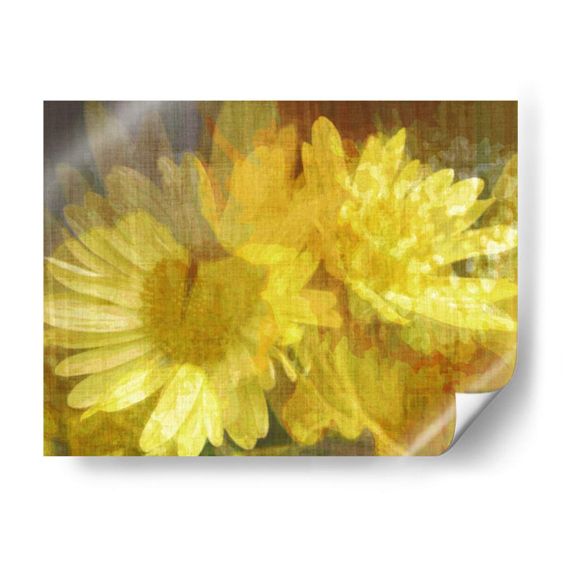 Daisy Daisy Ii - John Butler | Cuadro decorativo de Canvas Lab