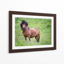 Caballos Islandeses Ii - P.H. Burchett | Cuadro decorativo de Canvas Lab