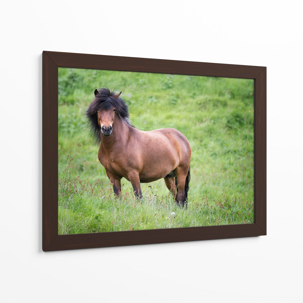 Caballos Islandeses Ii - P.H. Burchett | Cuadro decorativo de Canvas Lab