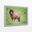 Caballos Islandeses Ii - P.H. Burchett | Cuadro decorativo de Canvas Lab