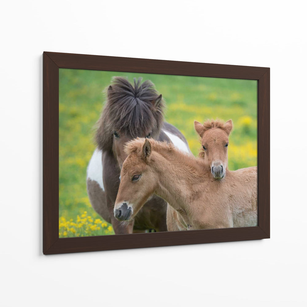 Caballos Islandeses Iv - P.H. Burchett | Cuadro decorativo de Canvas Lab