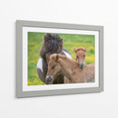 Caballos Islandeses Iv - P.H. Burchett | Cuadro decorativo de Canvas Lab