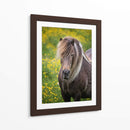 Caballos Islandeses V - P.H. Burchett | Cuadro decorativo de Canvas Lab
