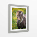 Caballos Islandeses V - P.H. Burchett | Cuadro decorativo de Canvas Lab