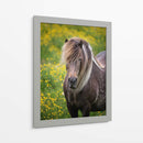 Caballos Islandeses V - P.H. Burchett | Cuadro decorativo de Canvas Lab
