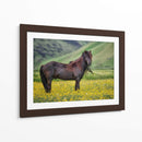 Caballos Islandeses Vi - P.H. Burchett | Cuadro decorativo de Canvas Lab