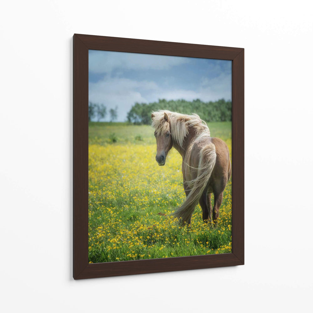 Caballos Islandeses Viii - P.H. Burchett | Cuadro decorativo de Canvas Lab