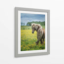 Caballos Islandeses Viii - P.H. Burchett | Cuadro decorativo de Canvas Lab