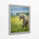 Caballos Islandeses Viii - P.H. Burchett | Cuadro decorativo de Canvas Lab