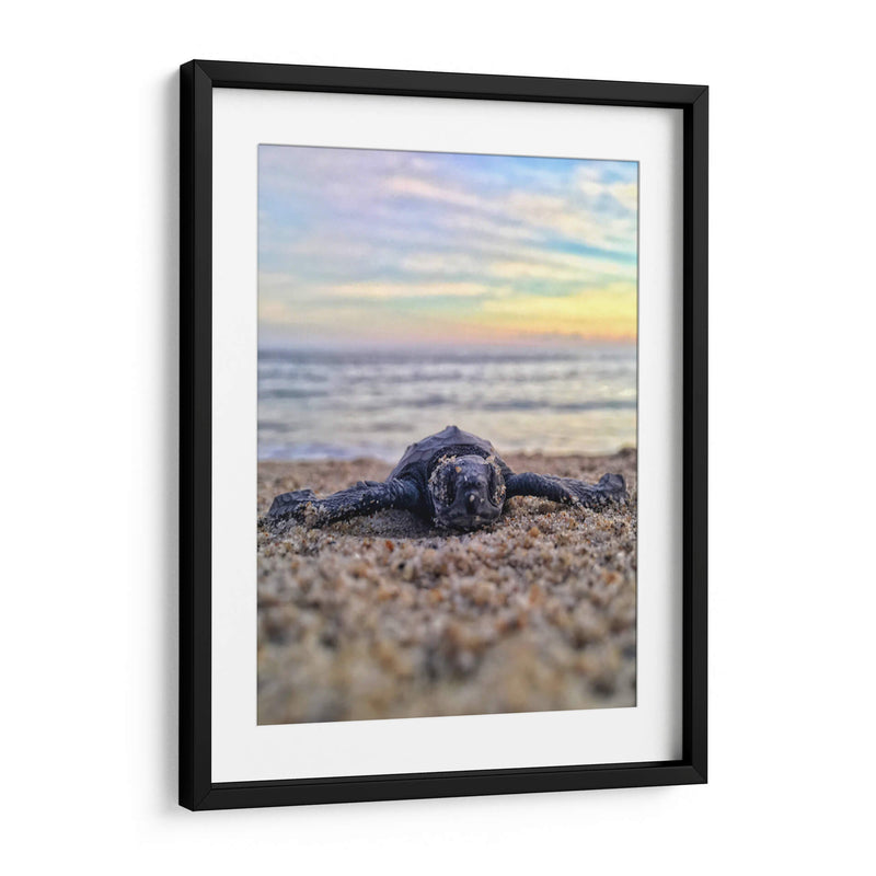 Bienvenida al mundo, tortuga | Cuadro decorativo de Canvas Lab