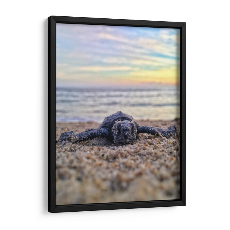 Bienvenida al mundo, tortuga | Cuadro decorativo de Canvas Lab