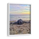 Bienvenida al mundo, tortuga | Cuadro decorativo de Canvas Lab