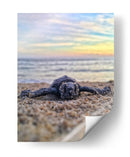 Bienvenida al mundo, tortuga | Cuadro decorativo de Canvas Lab