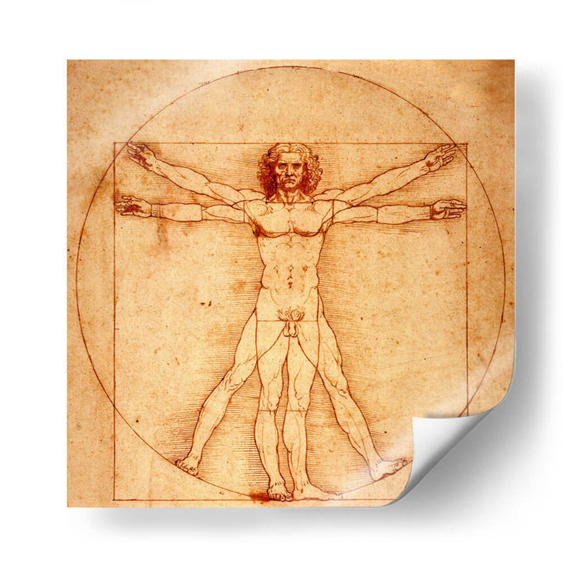 Hombre de Vitruvio - Leonardo da Vinci | Cuadro decorativo de Canvas Lab