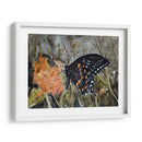 Mariposa En La Naturaleza Iv - B. Lynnsy | Cuadro decorativo de Canvas Lab