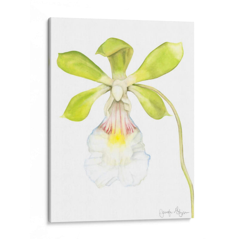 Belleza Orquídea I - Jennifer Goldberger | Cuadro decorativo de Canvas Lab