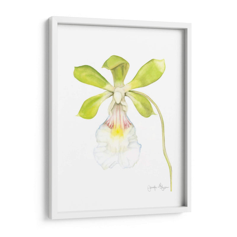 Belleza Orquídea I - Jennifer Goldberger | Cuadro decorativo de Canvas Lab