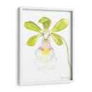 Belleza Orquídea I - Jennifer Goldberger | Cuadro decorativo de Canvas Lab