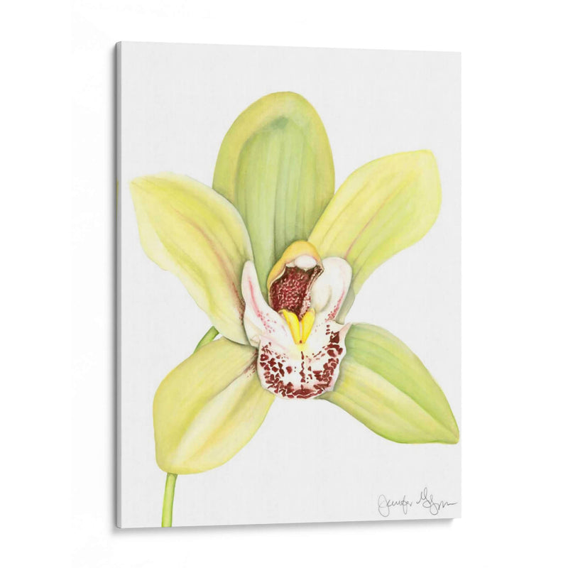 Orchid Beauty Ii - Jennifer Goldberger | Cuadro decorativo de Canvas Lab