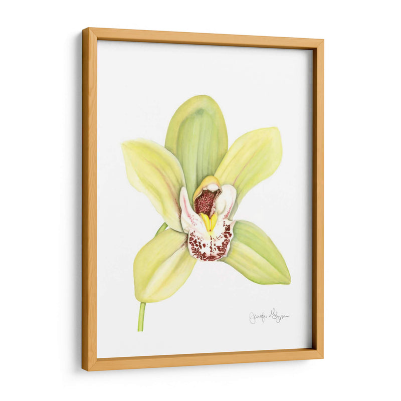 Orchid Beauty Ii - Jennifer Goldberger | Cuadro decorativo de Canvas Lab