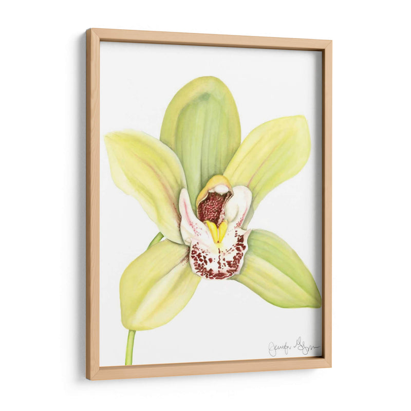 Orchid Beauty Ii - Jennifer Goldberger | Cuadro decorativo de Canvas Lab