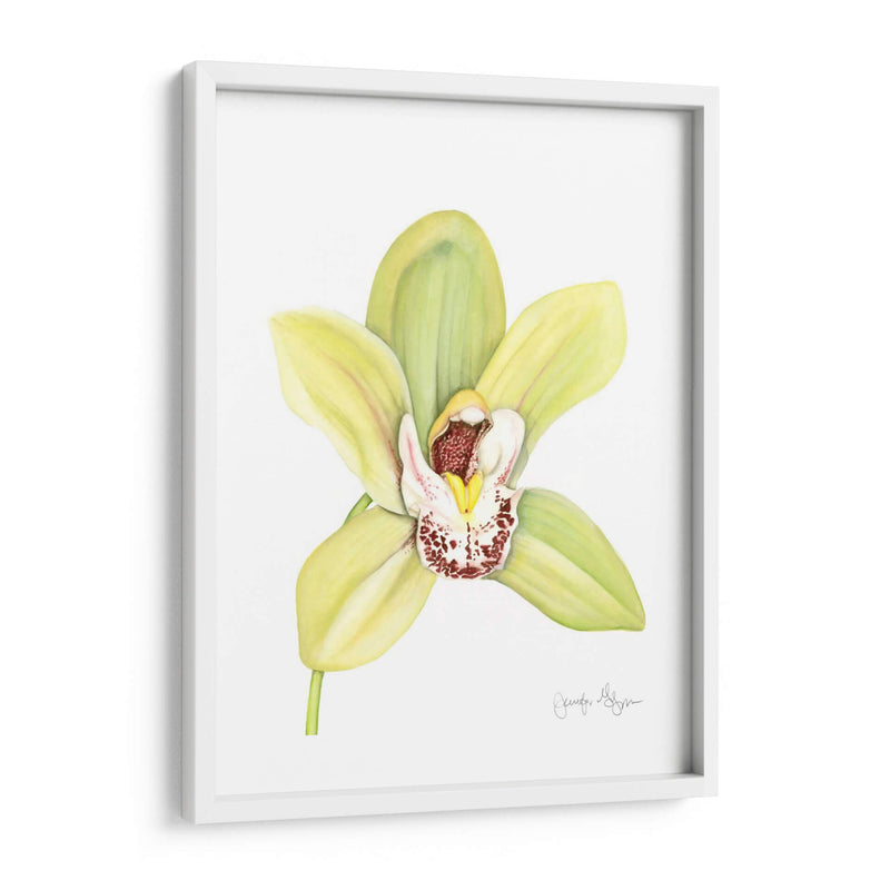 Orchid Beauty Ii - Jennifer Goldberger | Cuadro decorativo de Canvas Lab