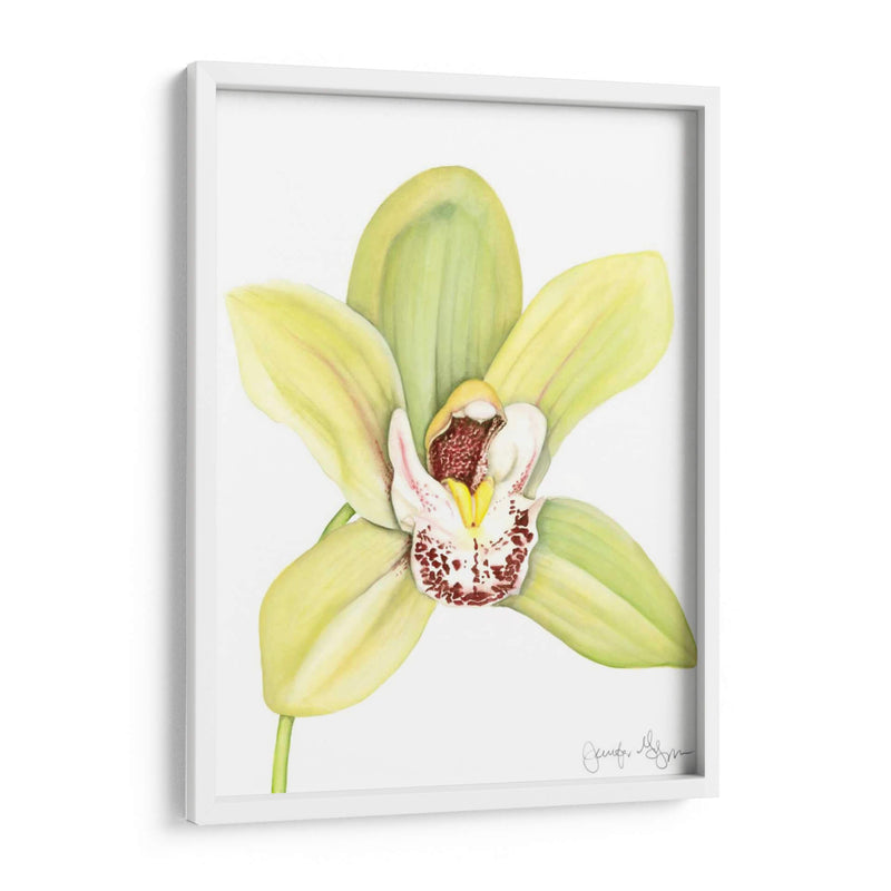 Orchid Beauty Ii - Jennifer Goldberger | Cuadro decorativo de Canvas Lab