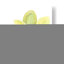 Orchid Beauty Ii - Jennifer Goldberger | Cuadro decorativo de Canvas Lab