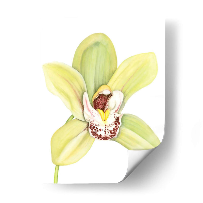 Orchid Beauty Ii - Jennifer Goldberger | Cuadro decorativo de Canvas Lab