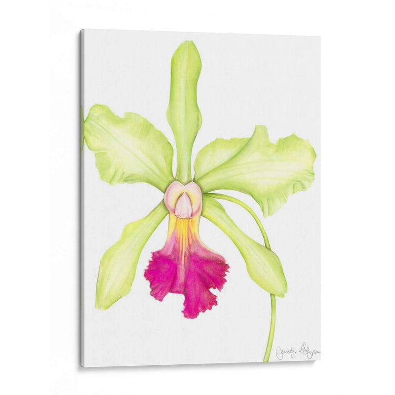 Orquídea Belleza Iii - Jennifer Goldberger | Cuadro decorativo de Canvas Lab