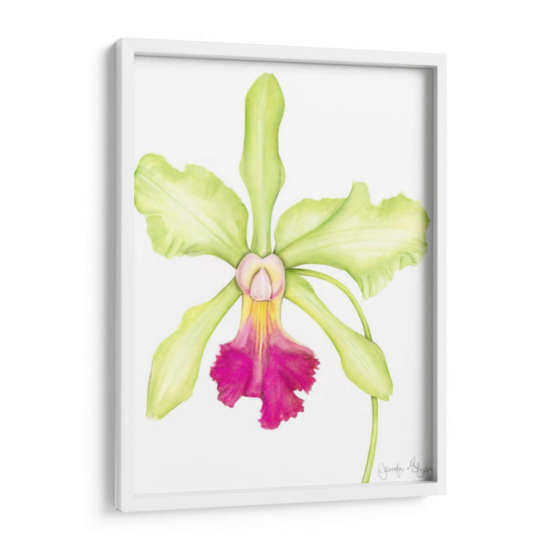 Orquídea Belleza Iii - Jennifer Goldberger | Cuadro decorativo de Canvas Lab