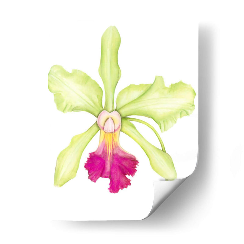 Orquídea Belleza Iii - Jennifer Goldberger | Cuadro decorativo de Canvas Lab