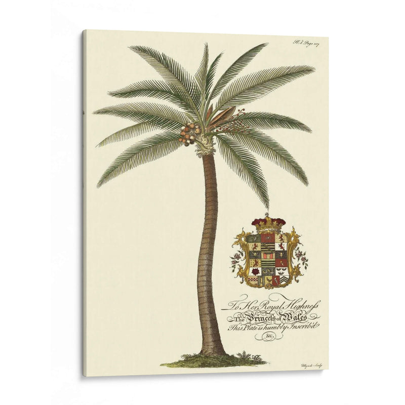 Palmera De Cocos - Porter Design | Cuadro decorativo de Canvas Lab