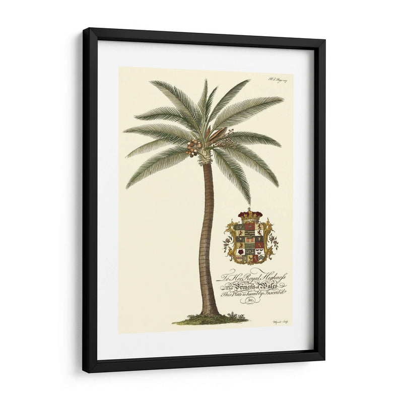 Palmera De Cocos - Porter Design | Cuadro decorativo de Canvas Lab