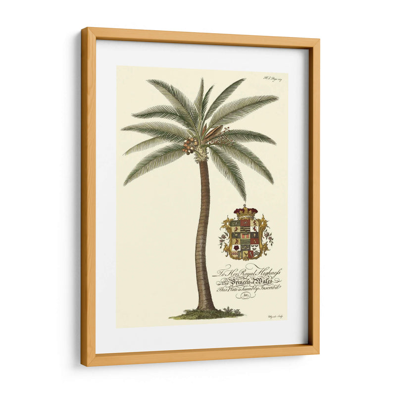 Palmera De Cocos - Porter Design | Cuadro decorativo de Canvas Lab