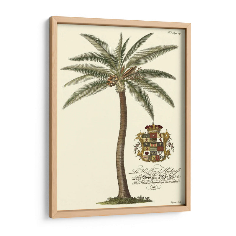 Palmera De Cocos - Porter Design | Cuadro decorativo de Canvas Lab