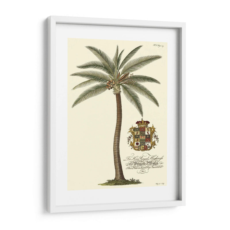 Palmera De Cocos - Porter Design | Cuadro decorativo de Canvas Lab