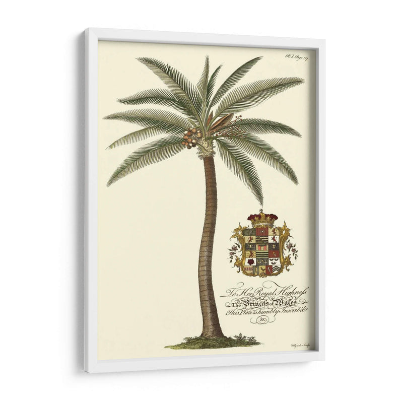 Palmera De Cocos - Porter Design | Cuadro decorativo de Canvas Lab