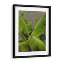 Hojas Dramáticas No Adornadas Iii - Charliklia Zarris | Cuadro decorativo de Canvas Lab