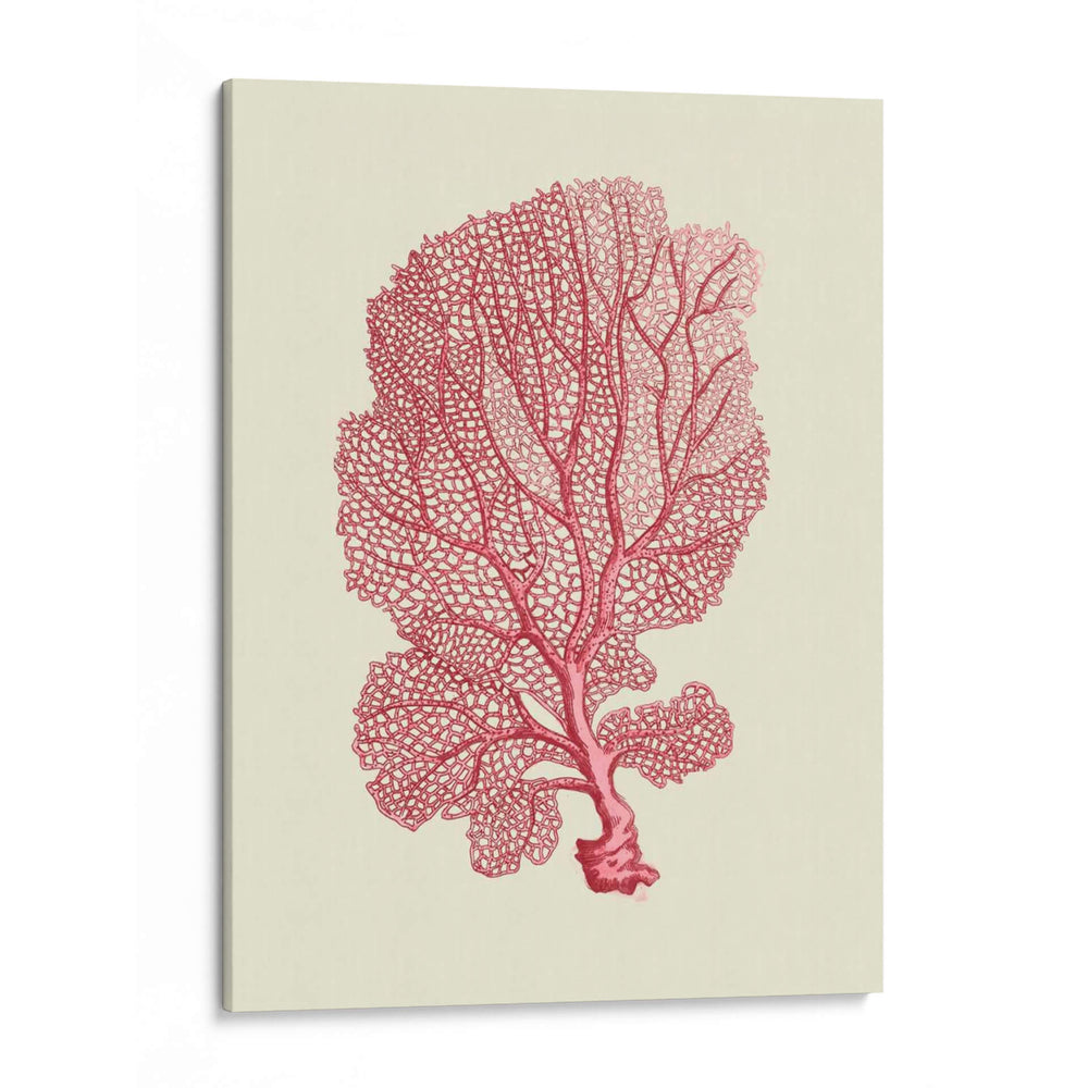 Coral Coral En Crema C - Fab Funky | Cuadro decorativo de Canvas Lab