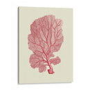 Coral Coral En Crema C - Fab Funky | Cuadro decorativo de Canvas Lab