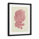 Coral Coral En Crema C - Fab Funky | Cuadro decorativo de Canvas Lab