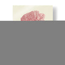 Coral Coral En Crema C - Fab Funky | Cuadro decorativo de Canvas Lab