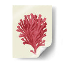 Coral Coral En Crema D - Fab Funky | Cuadro decorativo de Canvas Lab
